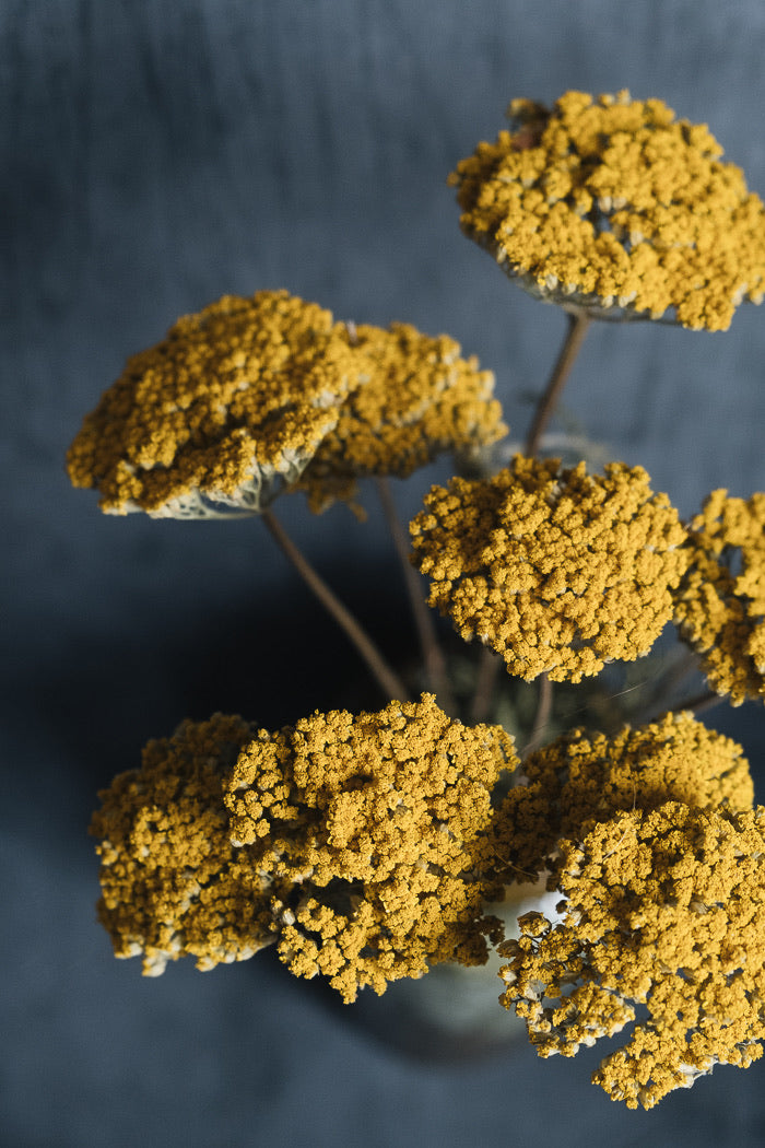 Dried Achillea Bunch Everlasting Dried Flowers Yellow Preserved Flower Stems  for Flower Arranging and Crafts 