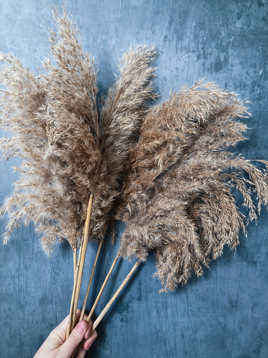 Pampas grass guide