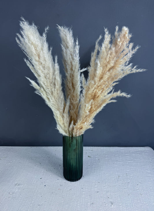 Dried Pampas Grass ivory