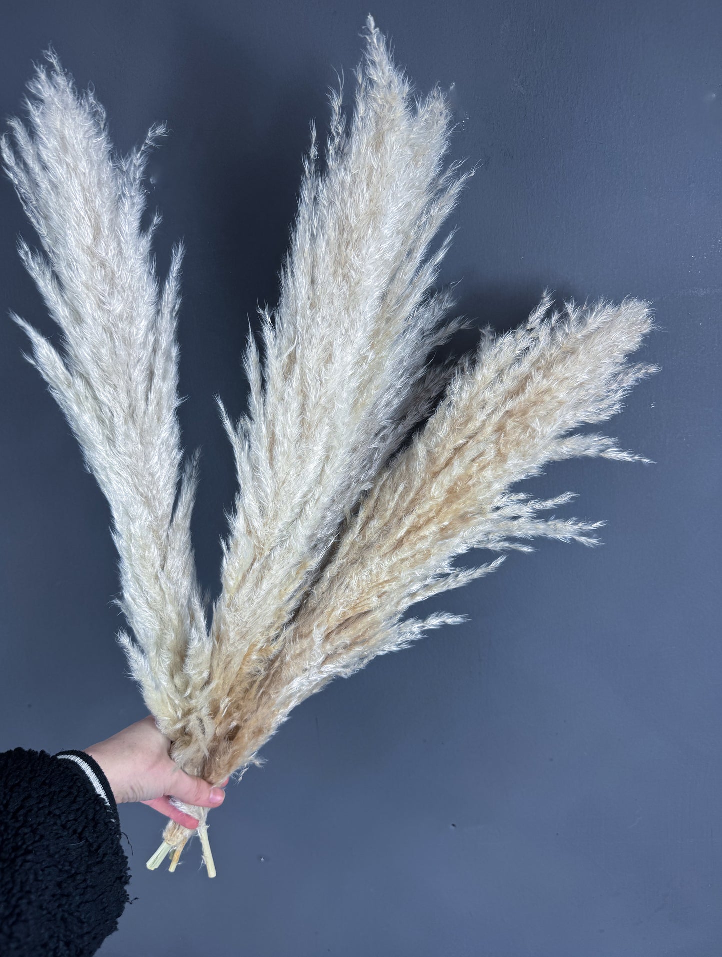 Dried Pampas Grass ivory