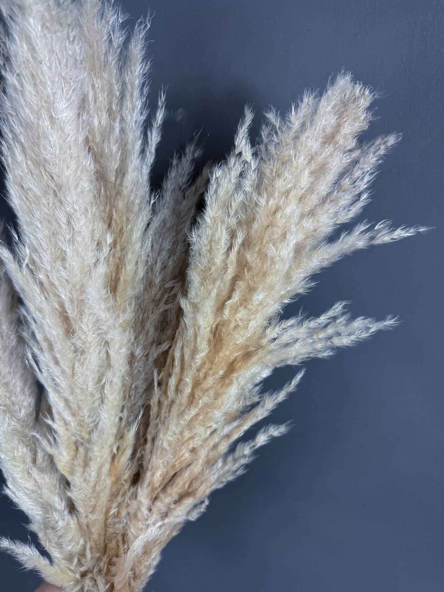 Dried Pampas Grass ivory