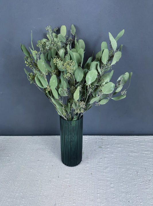 Dried eucalyptus Populus