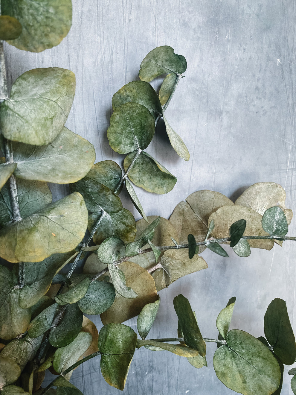 Preserved Eucalyptus Bunch *seconds* – DRIED Limited