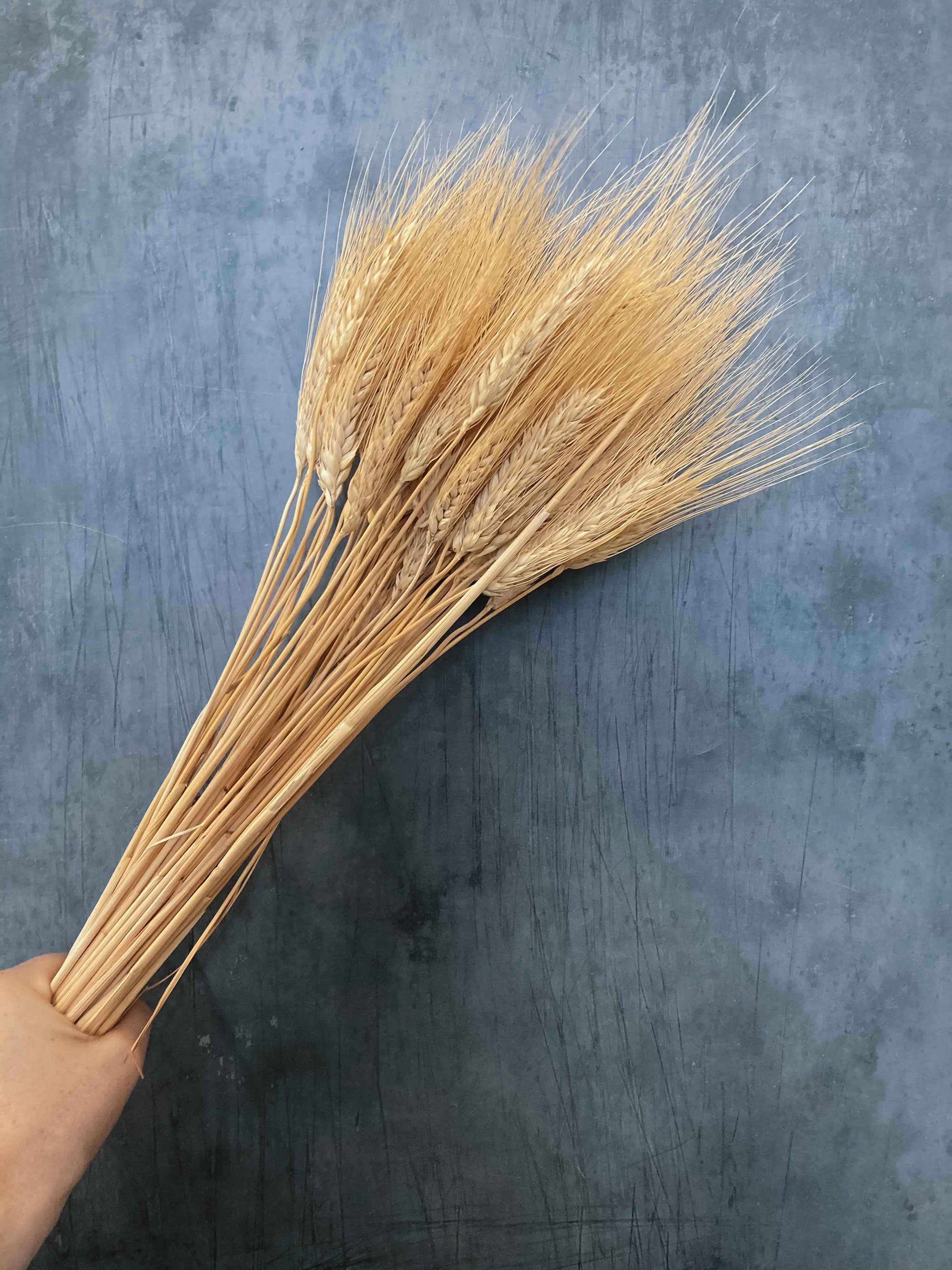 Dried wheat bunch – DRIED Limited