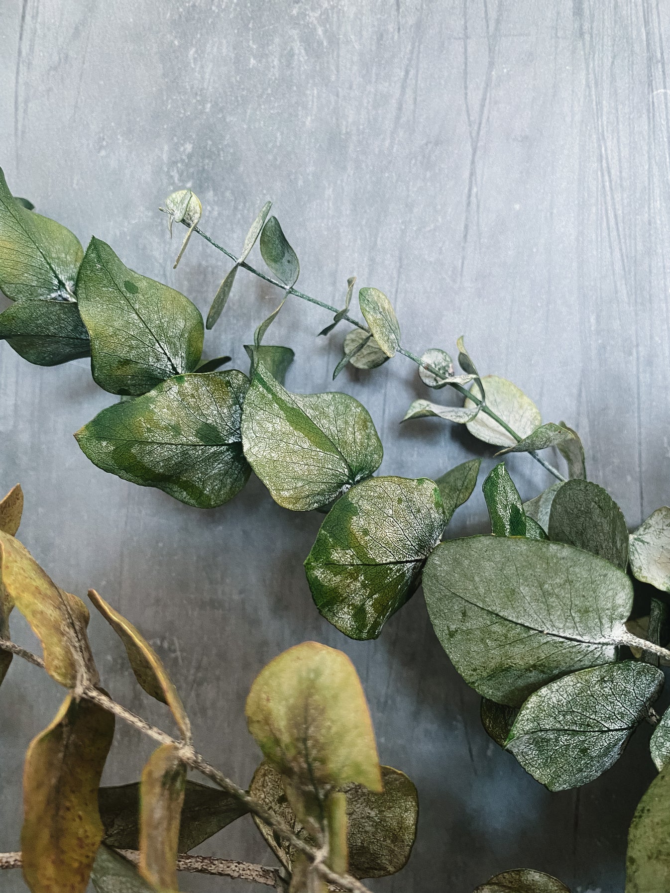 Preserved eucalyptus bunch *seconds* – DRIED Limited